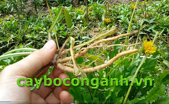 Cây bồ công anh