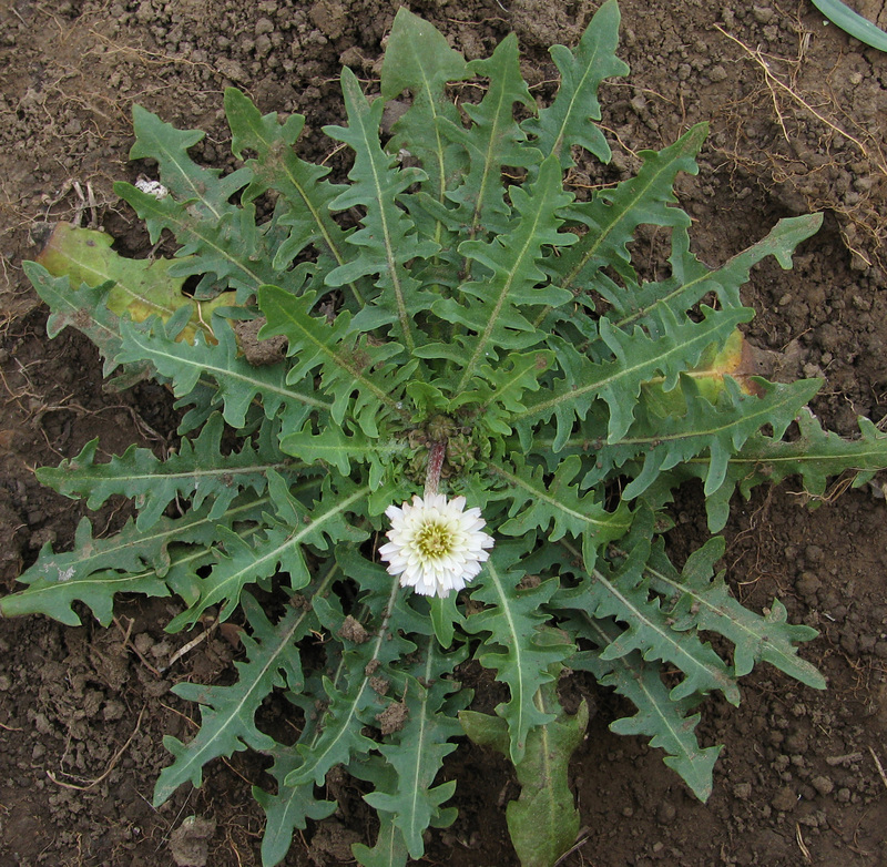 Taraxacum albidum là một loài thực vật có hoa trong họ Cúc. Loài này được Dahlst. miêu tả khoa học đầu tiên năm 1907