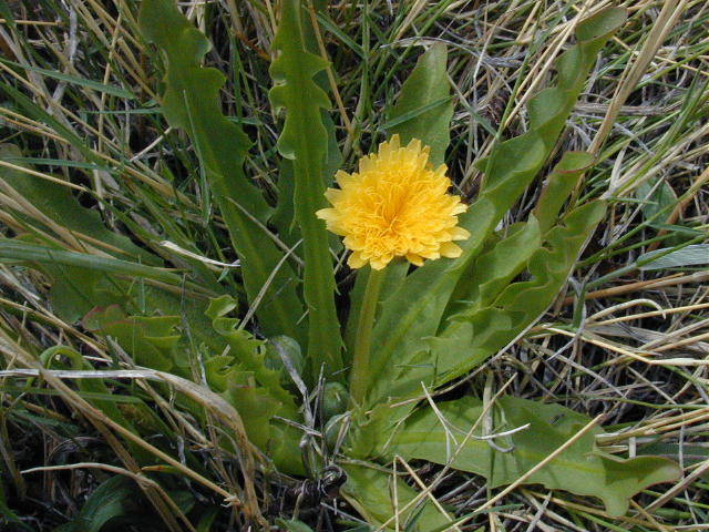 Taraxacum californicum là một loài thực vật có hoa trong họ Cúc. Loài này được Munz & I.M.Johnst. miêu tả khoa học đầu tiên năm 1925