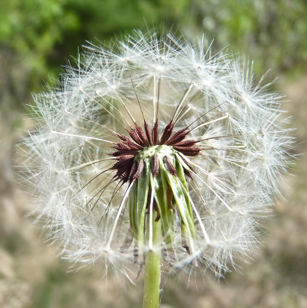 Taraxacum erythrospermum là một loài thực vật có hoa trong họ Cúc. Loài này được Andrz. ex Besser miêu tả khoa học đầu tiên năm 1822