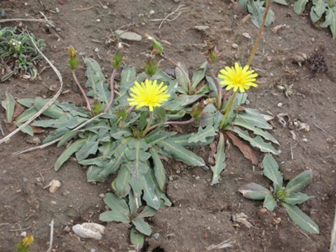 Taraxacum kok-saghyz là một loài thực vật có hoa trong họ Cúc. Loài này được L.E.Rodin miêu tả khoa học đầu tiên năm 1933