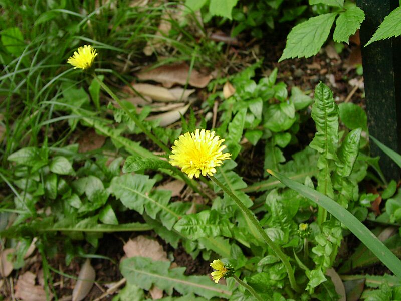 Taraxacum platycarpum là một loài thực vật có hoa trong họ Cúc. Loài này được Dahlst. miêu tả khoa học đầu tiên năm 1907