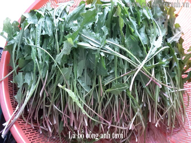 lá bồ công anh