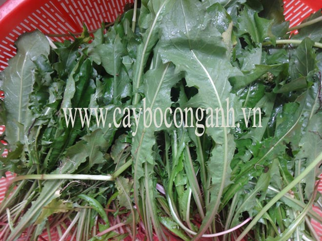 Lá cây bồ công anh thấp tươi - Taraxacum officinale