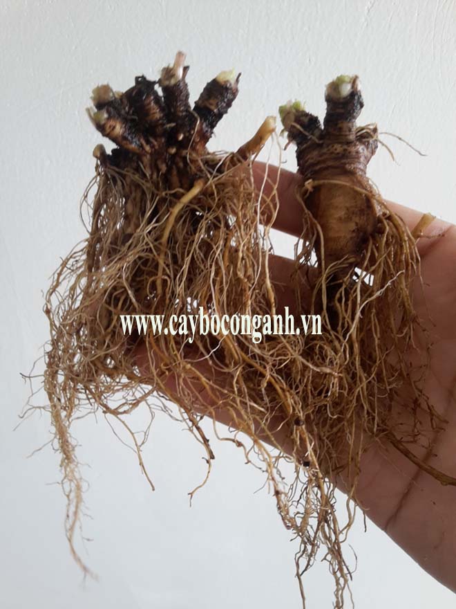 Rễ Bồ Công Anh thấp tươi (Taraxacum officinale)